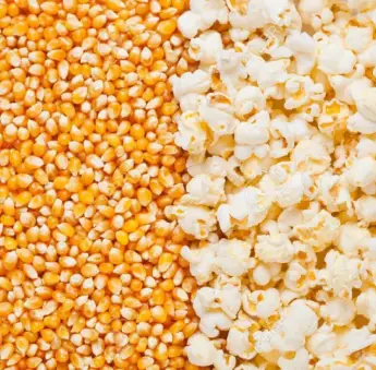 Popcorn Maize