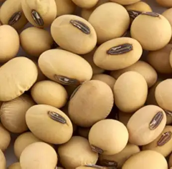 Soya Bean